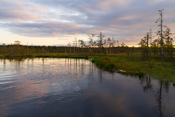 Peaceful sunset landscape over a bog lake in Estonia featuring pine trees and colorful cloud reflections in dark water.