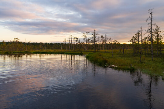 Peaceful sunset landscape over a bog lake in Estonia featuring pine trees and colorful cloud reflections in dark water.