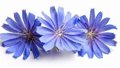 Obraz premium chicory flower blooming isolated on white background perfect for graphic design projects