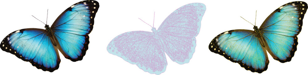 Butterfly illustration, blue butterfly, green butterfly, pink outline, symmetrical wings, nature art, insect design, vibrant colors, decorative motif, comparison