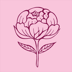 Charming doodle-style pink peony flowers, beautifully illustrated on a gentle light pink background.