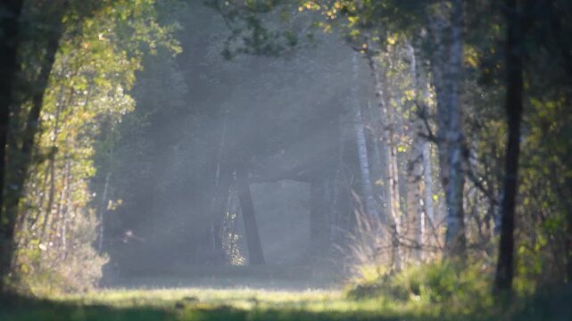 Roe deer buck crossing and walking in the shadow of a forest path at sunrise joined by a doe whom he pursues. Capreolus capreolus, Sologne, Loiret 45, r&eacute;gion Centre Val de Loire, France, Europe