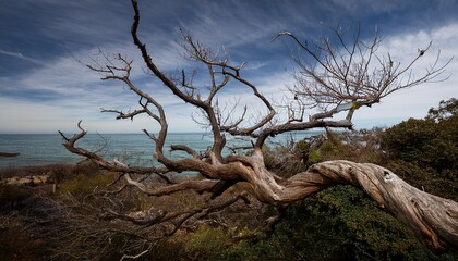 twisted dry tree branch with gnarled structure and bare limbs representing nature death and decay