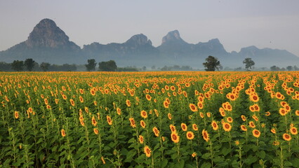 Common Sunflower (Helianthus annuus) grown as a crop for its edible oil and edible seed. Khao Chin Lae Sunflower Fields in Lopburi ,THAILAND