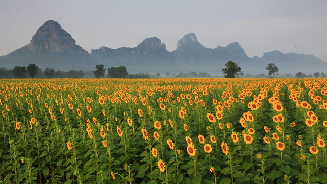 Common Sunflower (Helianthus annuus) grown as a crop for its edible oil and edible seed. Khao Chin Lae Sunflower Fields in Lopburi ,THAILAND