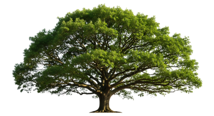 Magnificent mature tree with lush green foliage against black background a symbol of natures resilience and the beauty of the environment an old growth oak with many