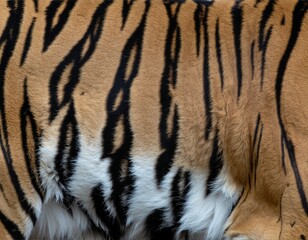 Seamless Close-Up Tiger Fur Texture with Orange Base and Black Stripes for Animal Print Backgrounds and Design Applications