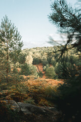 Vue panoramique d’une forêt automnale encadrée par les pins
