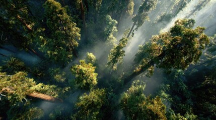 Majestic Tall Redwood Trees in a Dense Forest with Sunlight and Mist