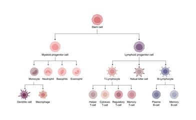 Cells of the innate and adaptive immune system, Hematopoiesis cell type scheme, stem cell, B and T lymphocytes, Basophil, neutrophil, eosinophil, monocyte, dendritic cell, macrophage and plasma cells.