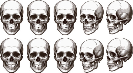 Ten human skulls in various angles and perspectives