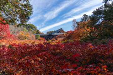 東福寺・京都・紅葉