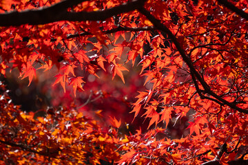 紅葉