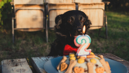 A cute black dog is ready to enjoy a birthday cake with a number two candle, celebrating a special day