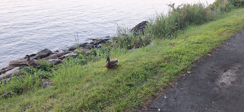 A flock of ducks walking across a foot trail next to the Hudson river at sunset. - Powered by Adobe