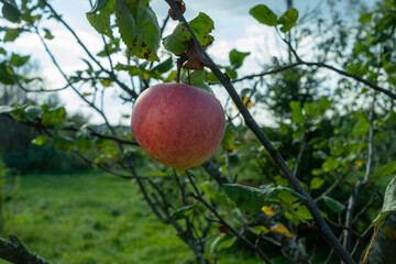 Red apple hanging from a tree branch with green leaves in natural daylight. Single apple on tree branch in soft sunlight representing simplicity nature and the quiet beauty of seasonal change.