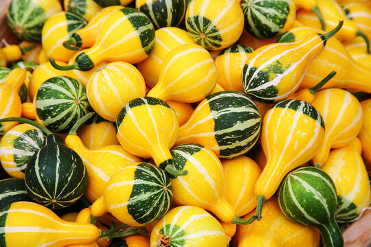 Bicolor Pumpkins A yellow green little pear shaped pumpkin