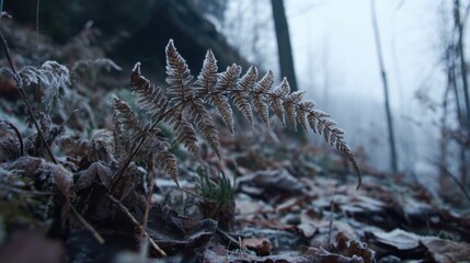 Frosty Fern Leaf in a Misty Winter Forest Scene at Dawn