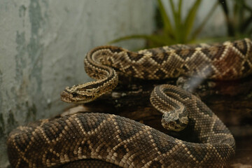 Rattlesnakes coiled on logs, displaying diamond patterned scales in a natural wildlife habitat exhibit
