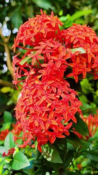 A vibrant cluster of bright red ixora flowers blooming beautifully in a lush tropical garden, showcasing their intricate petals and rich color against a soft, blurred green foliage background