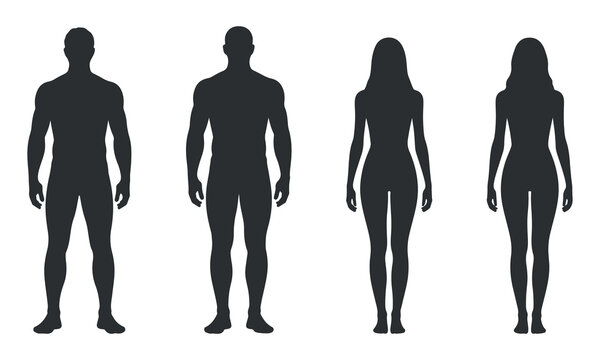 human body silhouette set showing male and female , collection of human body silhouettes featuring male and female standing figures, ideal for anatomy graphics, fitness illustrations, health concepts