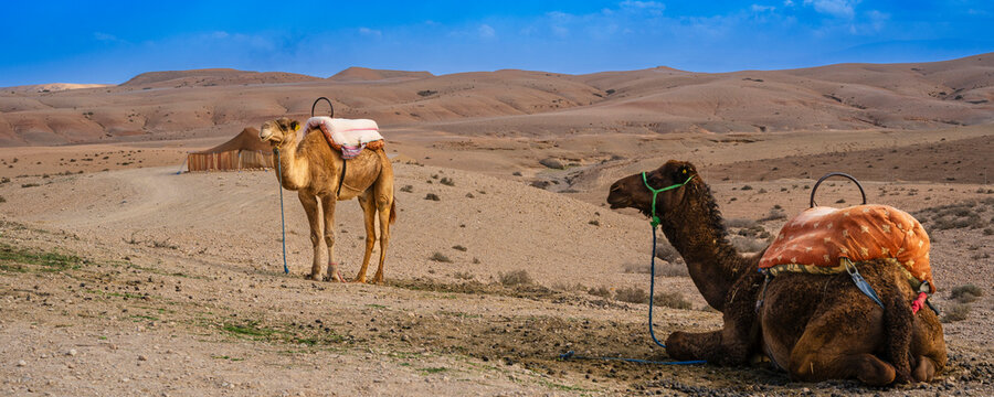Two camels resting in a vast desert landscape with distant hills and a wooden structure. Agafay Desert, Marrakesh-Safi, Morocco