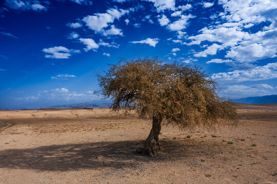 Lone tree stands in a vast, dry desert under a bright blue sky with scattered clouds. Agafay Desert, Marrakesh-Safi, Morocco