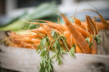 Freshly harvested carrots with greens in a wooden crate. Amsterdam,. Netherlands