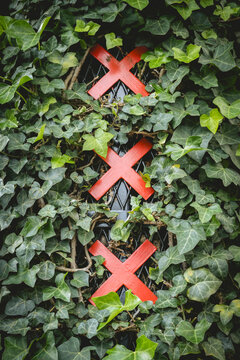Red crosses on a black fence covered with lush green ivy leaves. Amsterdam,. Netherlands