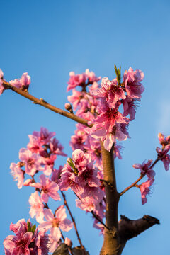Vibrant pink cherry blossoms bloom on a branch against a clear blue sky. Benissanet, Tarragona, Spain