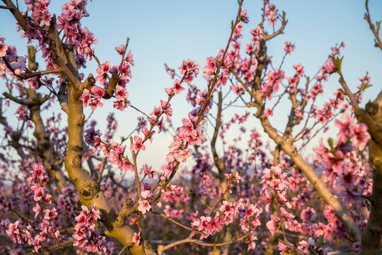 Pink cherry blossoms on tree branches against a clear blue sky in spring. Benissanet, Tarragona, Spain