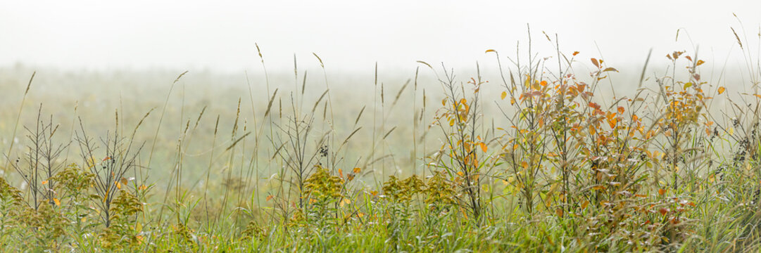 Misty field with tall grasses and wildflowers in a serene landscape. Thunder Bay, Ontario, Canada