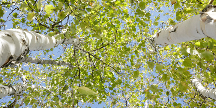 Tall birch trees with green leaves reach up towards a bright blue sky in a serene forest. Thunder Bay, Ontario, Canada
