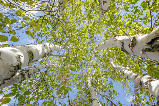 Looking up at tall birch trees with green leaves against a bright blue sky. Thunder Bay, Ontario, Canada