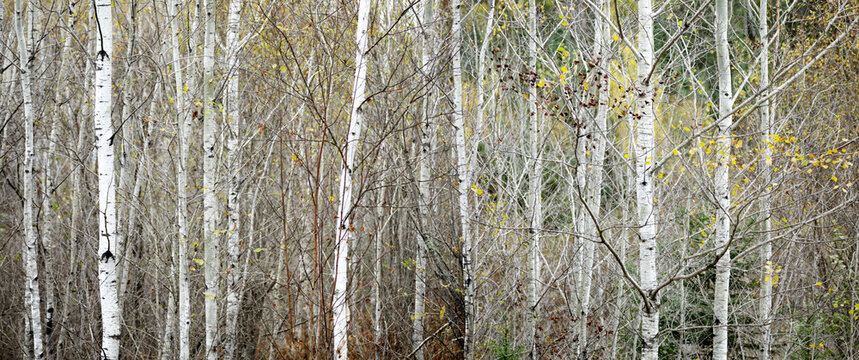 Dense birch forest with slender white trunks and sparse autumn foliage. Thunder Bay, Ontario, Canada