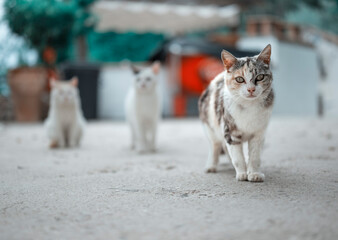 Cute tabby cats playing in the street, stray cats in city alley, abandoned and homeless, urban cat...