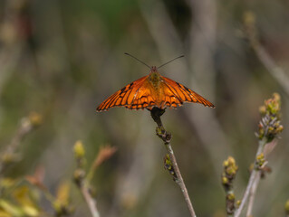 Vibrant orange butterfly perched on a budding branch in natural surroundings. 