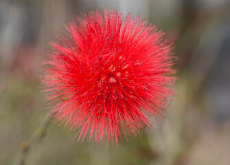 Bright red powder puff flower in full bloom with soft focus background.