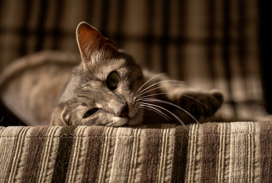 Cat lying on a striped blanket with a relaxed and content expression.