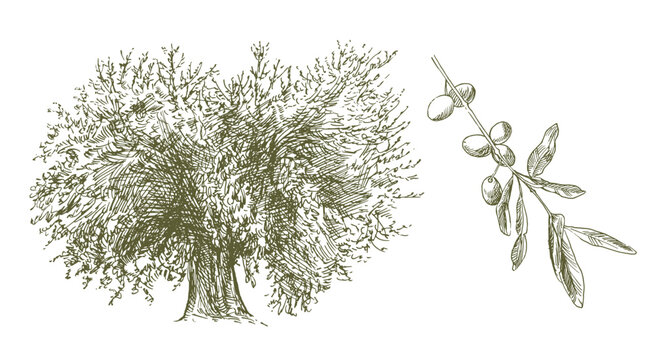 A pen-and-ink illustration of an Italian olive tree and a detailed branch with ripe olives.