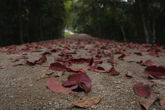 Fallen red leaves scattered on a dirt path through a lush forest.