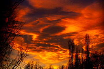 Fiery orange and red sunset sky with silhouettes of tall trees and branches. Calgary, Canada