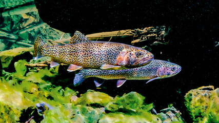 Two colorful trout swimming together among rocks and algae in clear water. Sea-run Coastal Cutthroat Trout males, Alaska, USA