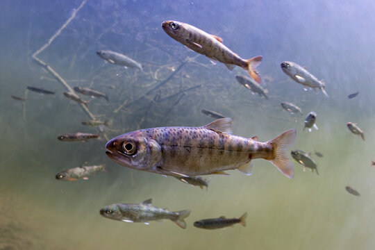 Fish swimming underwater with branches visible in the background. Coho Salmon parr and juvenile Coastal Cutthroat Trout, Alaska, USA