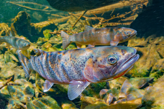 Colorful trout swimming in clear river water over rocks and vegetation. Coastal Cutthroat Trout (Oncorhynchus clarkii clarkii), Alaska, USA