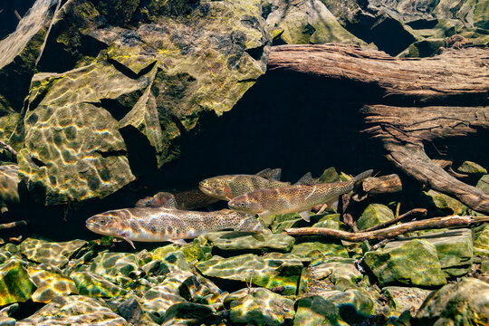 Three trout swimming underwater among rocks and logs in a sunlit riverbed. Staging Sea-run Coastal Cuthroat Trout, Alaska, USA