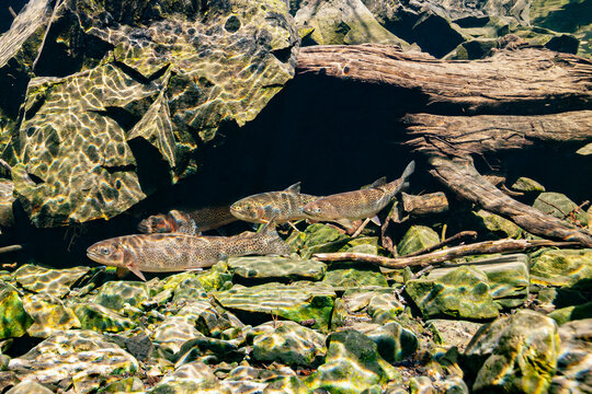 Three trout swimming underwater among rocks and logs in a sunlit riverbed. Staging Sea-run Coastal Cuthroat Trout, Alaska, USA