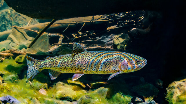 Vibrant rainbow trout swimming underwater in a clear freshwater stream.
