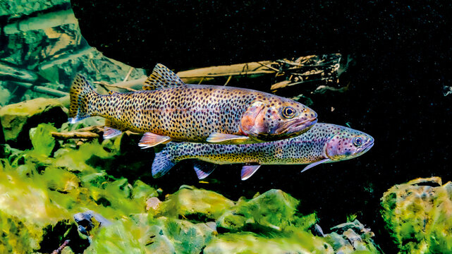 Two colorful trout swimming together among rocks and algae in clear water. Sea-run Coastal Cutthroat Trout males, Alaska, USA