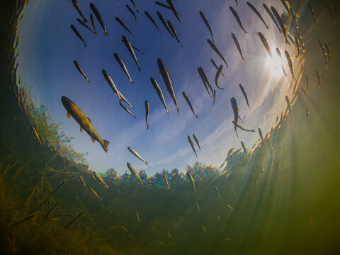 School of fish swimming in clear water under a blue sky with sunlight filtering through.